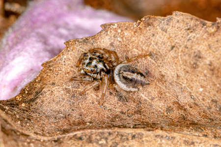 Jumping spider of the Subtribe Freyina