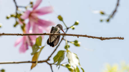 Glittering-throated Emerald of the species Amazilia fimbriataの写真素材