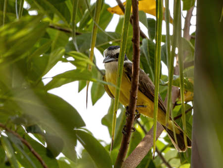 Great Kiskadee of the species Pitangus sulphuratus