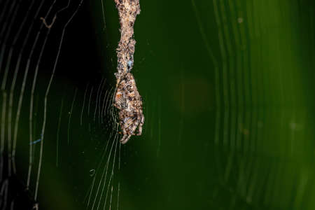 Trashline Orbweaver of the Genus Cyclosa