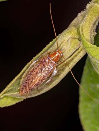 Wood Cockroach of the Family Ectobiidaeの写真素材