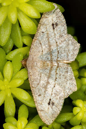 Geometer Moth of the Family Geometridaeの写真素材