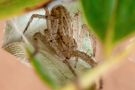 running crab spider of the family Philodromidaeの写真素材