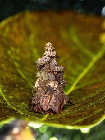 Small Bagworm Moth of the Family Psychidae