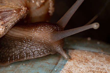 African Giant Snail of the species Lissachatina fulicaの写真素材