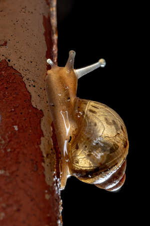 African Giant Snail of the species Lissachatina fulicaの写真素材