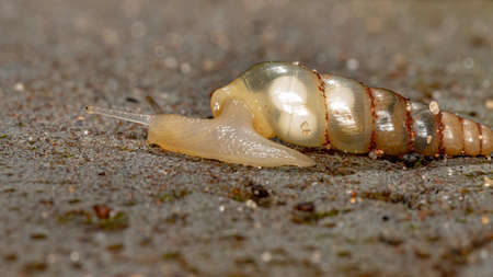 Miniature Awlsnail of the species Subulina octona