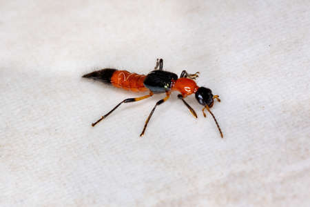 Whiplash Beetle of the Genus Paederusの写真素材