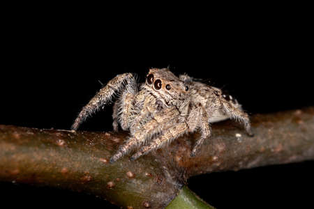 Jumping spider of the Genus Metaphidippus