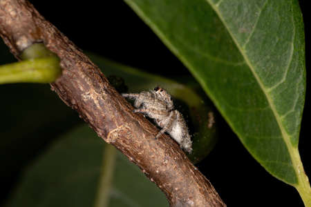 Jumping spider of the Genus Metaphidippusの写真素材