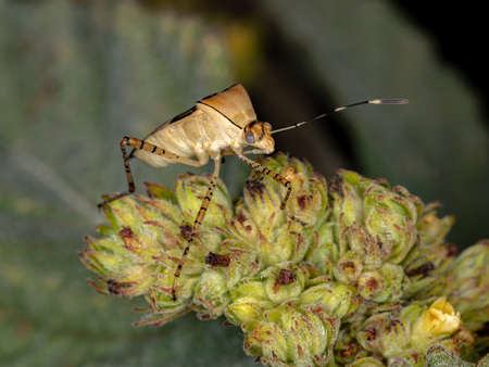 Leaf-footed Bug of the species Hypselonotus fulvus