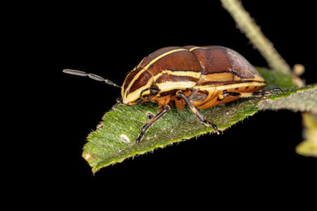 Jewel Bug of the species Agonosoma flavolineatum