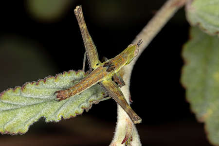 Monkey Grasshopper of the Genus Temnomastax