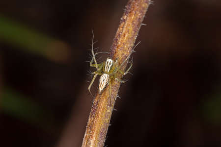 Lynx spider of the Genus Oxyopesの写真素材