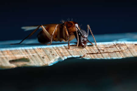 Adult Carpenter Ant of the Genus Camponotus