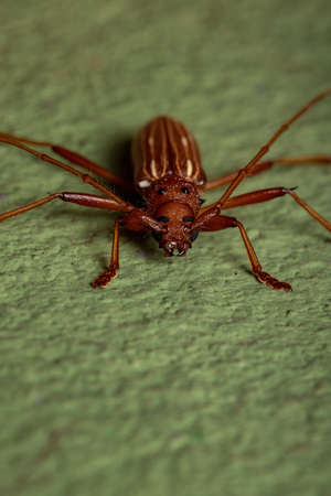 Typical Longhorn Beetle of the Genus Eburodacrys