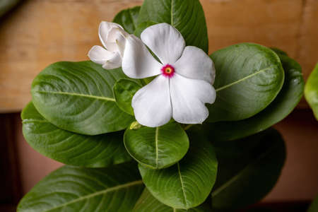 Madagascar Periwinkle Plant of the species Catharanthus roseus