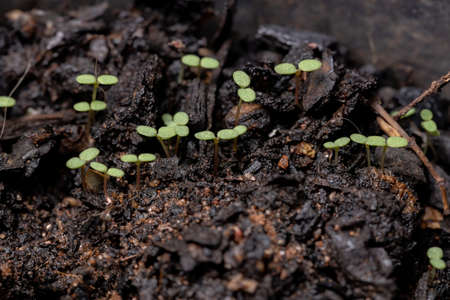 Prostrate Sandmat Plant of the species Euphorbia prostrataの写真素材