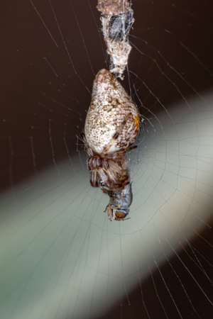 Trashline Orbweaver of the Genus Cyclosa