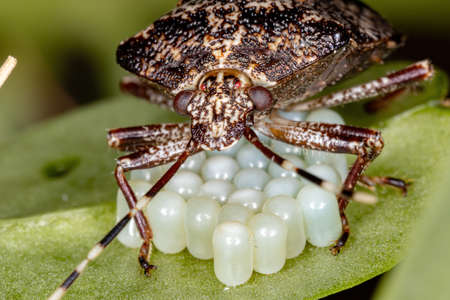 brazilian Stink Bug of the genus Antiteuchus