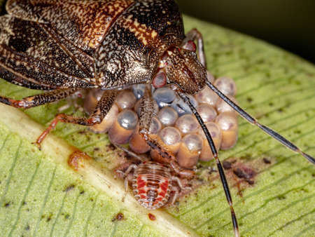 brazilian Stink Bug of the genus Antiteuchus