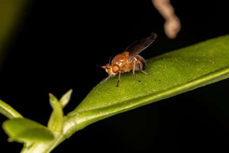 Lauxaniid Fly of the Family Lauxaniidae