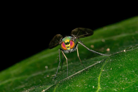 Long-legged Fly of the Genus Condylostylus