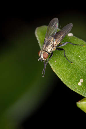 Brazilian Tachinid Fly of the Family Tachinidaeの写真素材