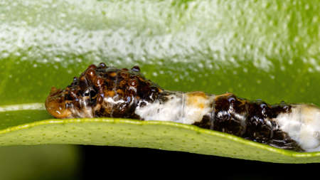 Swallowtail caterpillar of the Family Papilionidaeの写真素材