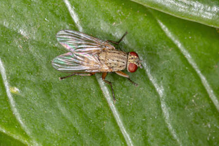 House Fly of the Tribe Coenosiini