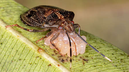 brazilian Stink Bug of the genus Antiteuchus