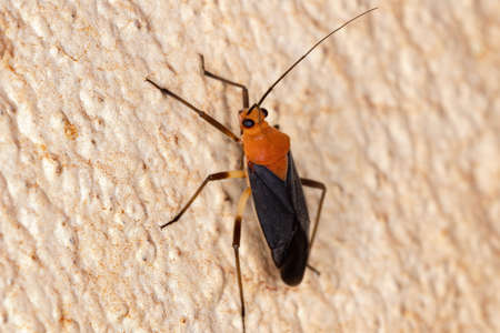 Plant Bug of the Tribe Resthenini