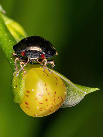 Ebony Bug of the Genus Galgupha