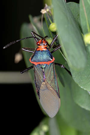 Leaf-footed Bug of the species Sphictyrtus chrysis