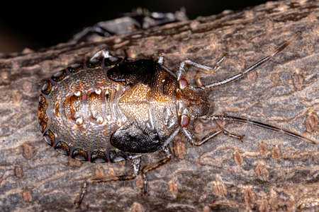 brazilian Stink Bug of the genus Antiteuchus