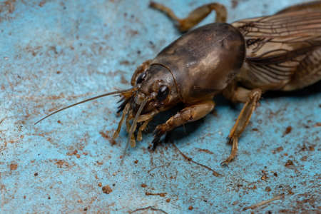 Adult Mole Cricket of the Genus Neoscapteriscusの写真素材