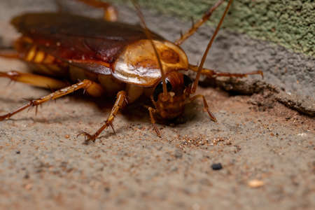 Adult American Cockroach of the species American periplaneta
