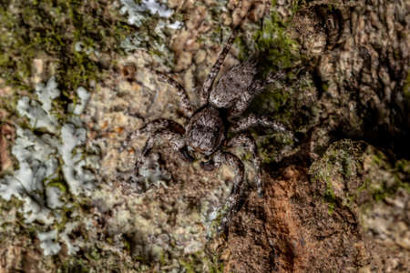 adult male jumping spider of the species Platycryptus magnus on a tree trunk