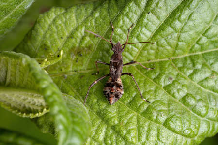 Broad-headed Bug Nymph of the Family Alydidae