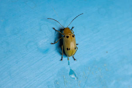 Yellow leaf beetle of the species Metaxyonycha octosignata