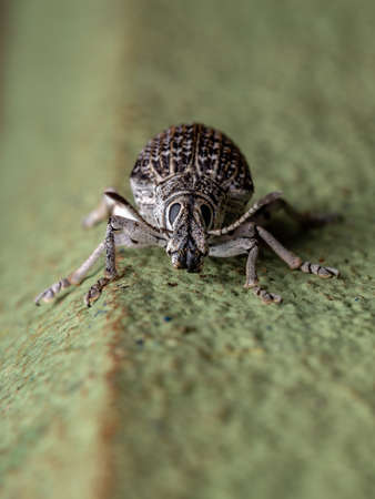 Broad-nosed Weevil of the species Cydianerus latruncularius on a green wall
