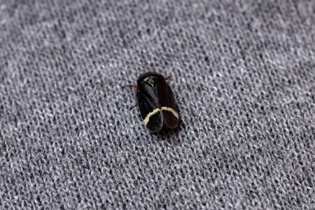 Adult Froghopper of the species Notozulia entrerianaの写真素材