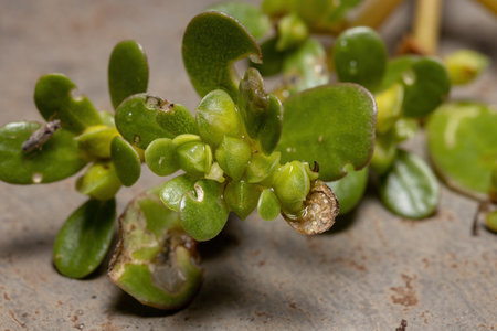 Fruits of a Common Purslane plant of the species Portulaca oleracea