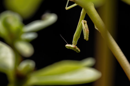 Brazilian Small Male Mantid of the Genus Oxyopsis in detail with selective focus