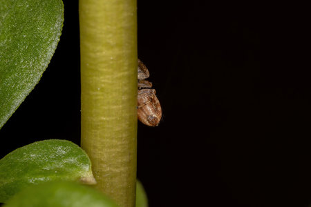 Small orange jumping spider of the Subtribe Dendryphantina in a Common Purslane plant of the species...