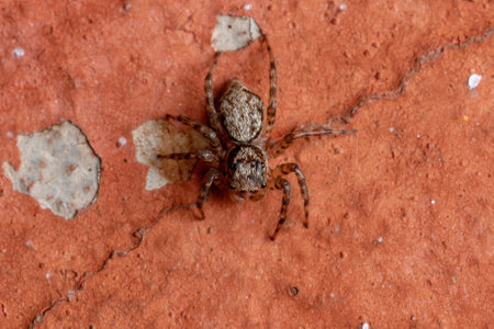 Adult Female Jumping Spider of the Tribe Euophryini