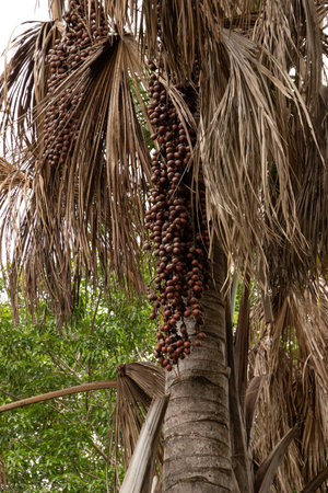 Moriche Palm Tree of the species Mauritia flexuosaの写真素材