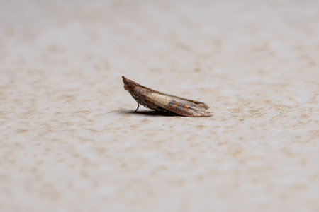 Indian Meal Moth of the species Plodia interpunctella