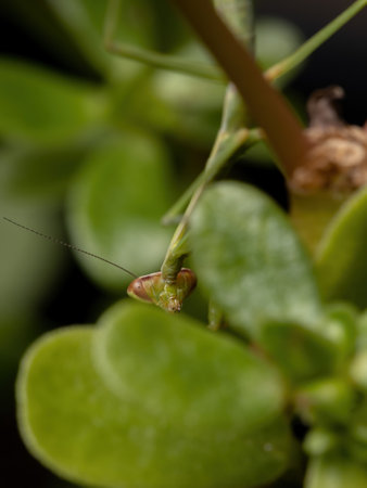 Brazilian Small Male Mantid of the Genus Oxyopsis in detail with selective focus