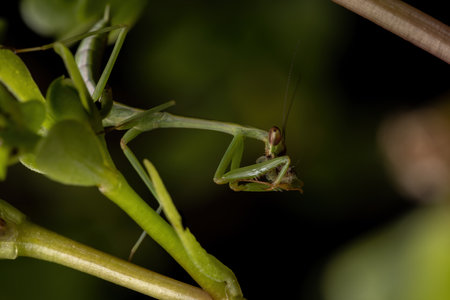 Brazilian Small Male Mantid of the Genus Oxyopsis preying on a moth caterpillar